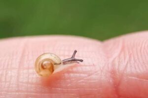Is The Snail Shell Really Necessary