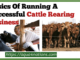 Basics Of Running A Successful Cattle Rearing Business