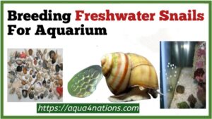 Breeding Freshwater Snails For Aquarium