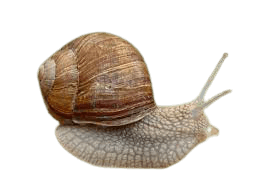 Foundation Snail Stock: A Factor For Maximum Yield