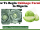 Cabbage farming