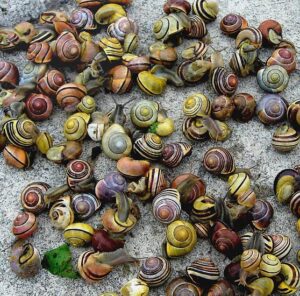 Colour Varieties Of Snail Shell