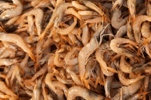Common Mistakes To Avoid In Shrimp Farming
