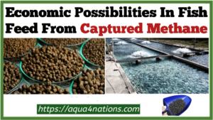 Economic Profitabilities In Fish Feed From Captured Methane