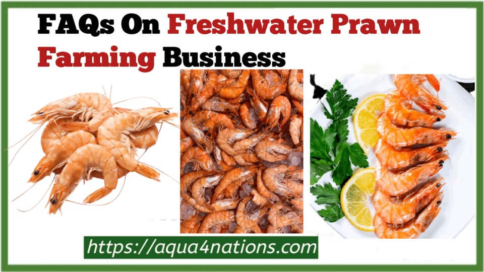 prawn farming business plan pdf
