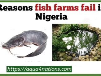 Reasons Fish farms fail