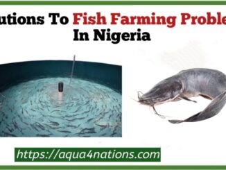 Fish farming problems