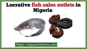 Fish sales outlets