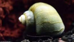 Breeding Freshwater Snails For Aquarium