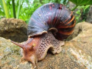 Foundation Snail Stock: A Factor For Maximum Yield