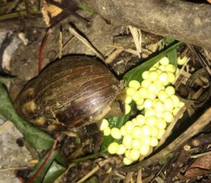 Lifespan Of The Giant African Land Snail
