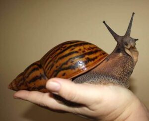 Undersanding The Giant African Land Snail