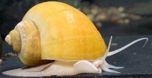 Freshwater Aquarium Snails You Should Consider