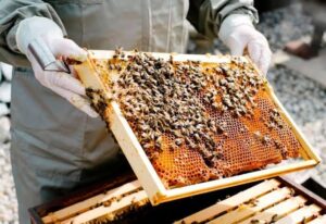 Honey bee farming