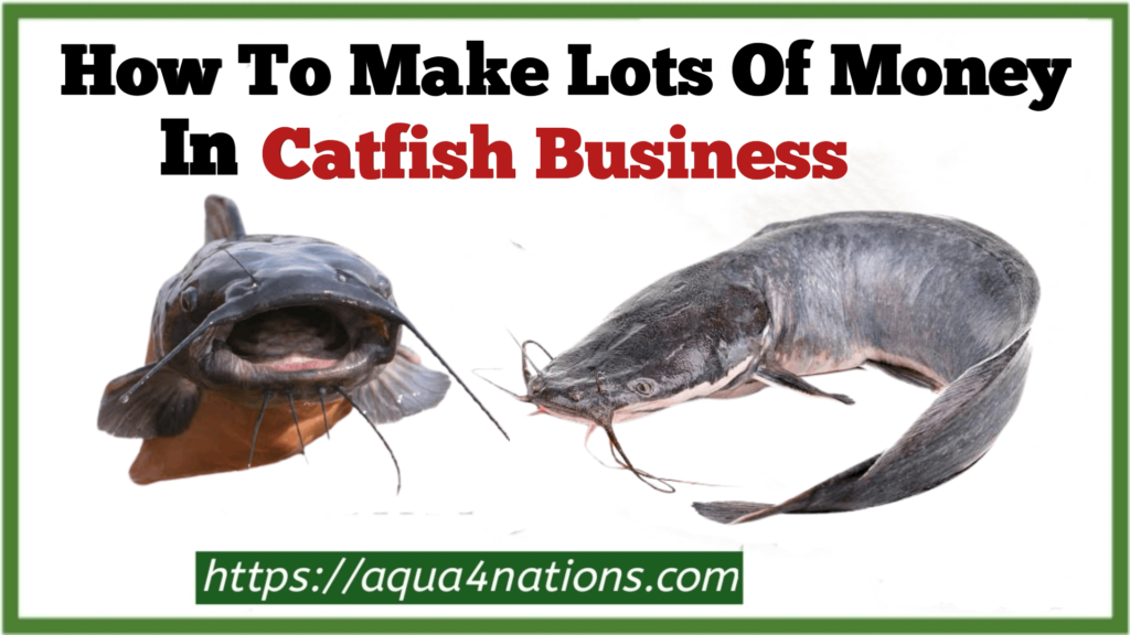 how-to-make-lots-of-money-from-catfish-business