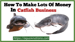 How To Make A Lot Of Money In Catfish Business