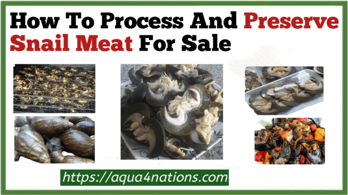 How To Process And Preserve Snail Meat For Sale