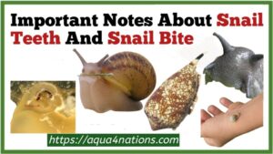 Important Notes About Snail Teeth And Snail Bite