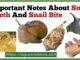 Important Notes About Snail Teeth And Snail Bite
