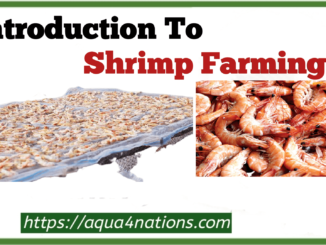 Introduction To Shrimp Farming