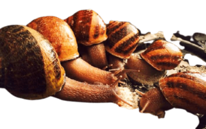 Sustainable Snail Farming; Snails Taking A Meal