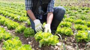 Lettuce farming