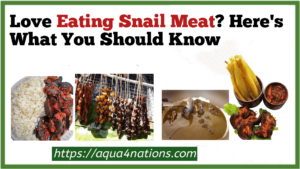 Love Eating Snail Meat? Here's What You Should Know