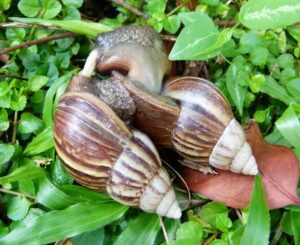 Lifespan Of The Giant African Land Snail