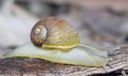 6 Interesting Snail Species You Will Love