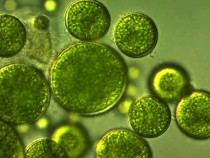 Microalgae a good source of minerals in aquaculture