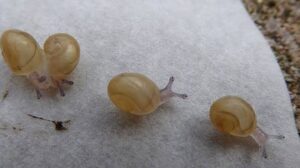 Newly Hatched Baby Snails 1