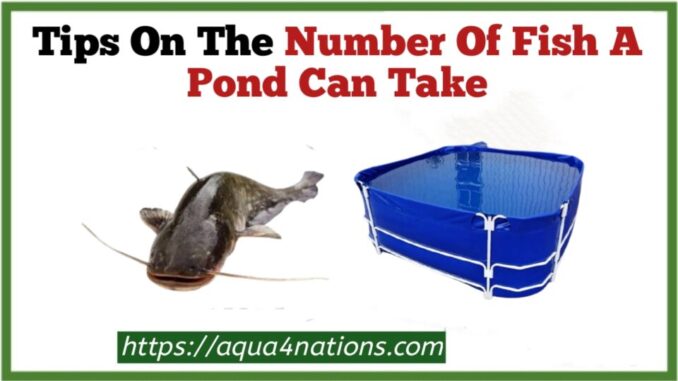 Number of fish a pond can take