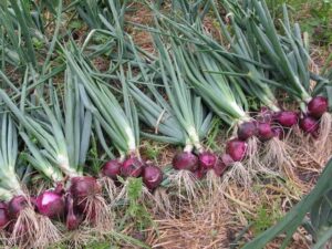 Onions farming