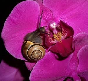 6 Interesting Snail Species You Will Love