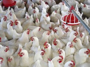 Poultry mortality