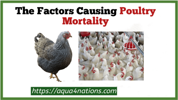 Poultry mortality