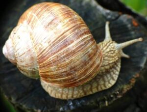 Is The Snail Shell Really Necessary? 