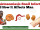 Schistosomiasis Snail Infection And How It Affects Man