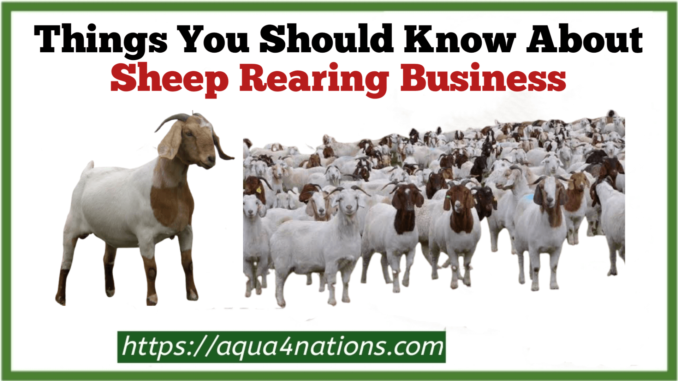 Sheep rearing business