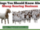 Sheep rearing business