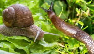 The Interesting Snail Slime