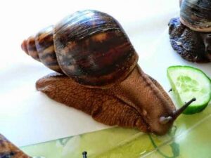 Understanding The Giant African Land Snail
