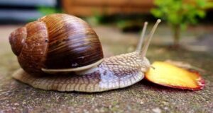 Snail Business: Potential Goldmine