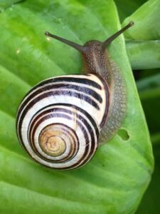 The Slimy And Interesting Snail Reproduction Process