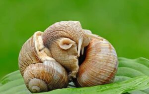 Snails Mating For Reproduction