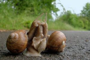 The Slimy And Interesting Snail Reproduction Process