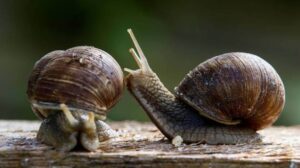 Snail Facts: Hermaphrodites In Nature