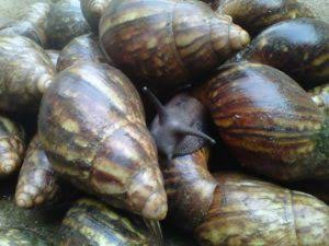 How To process And Preserve Snail Meat For Sale