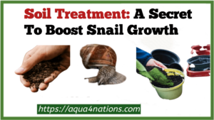 Soil Treatment A Secret To Boost Snail Growth.png