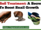 Soil Treatment A Secret To Boost Snail Growth.png